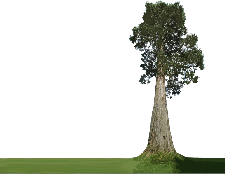 Majestic_ Tree_ Trunk_with_ Foliage.png PNG
