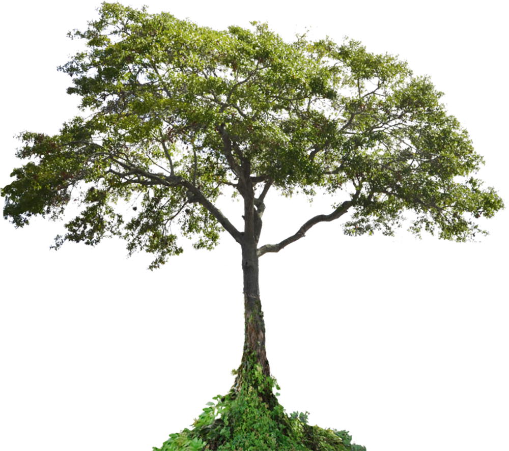 Majestic_ Tropical_ Tree_ Isolated.png PNG