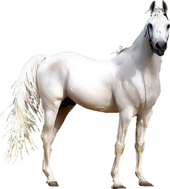 Majestic_ White_ Horse_ Standing_ Profile PNG