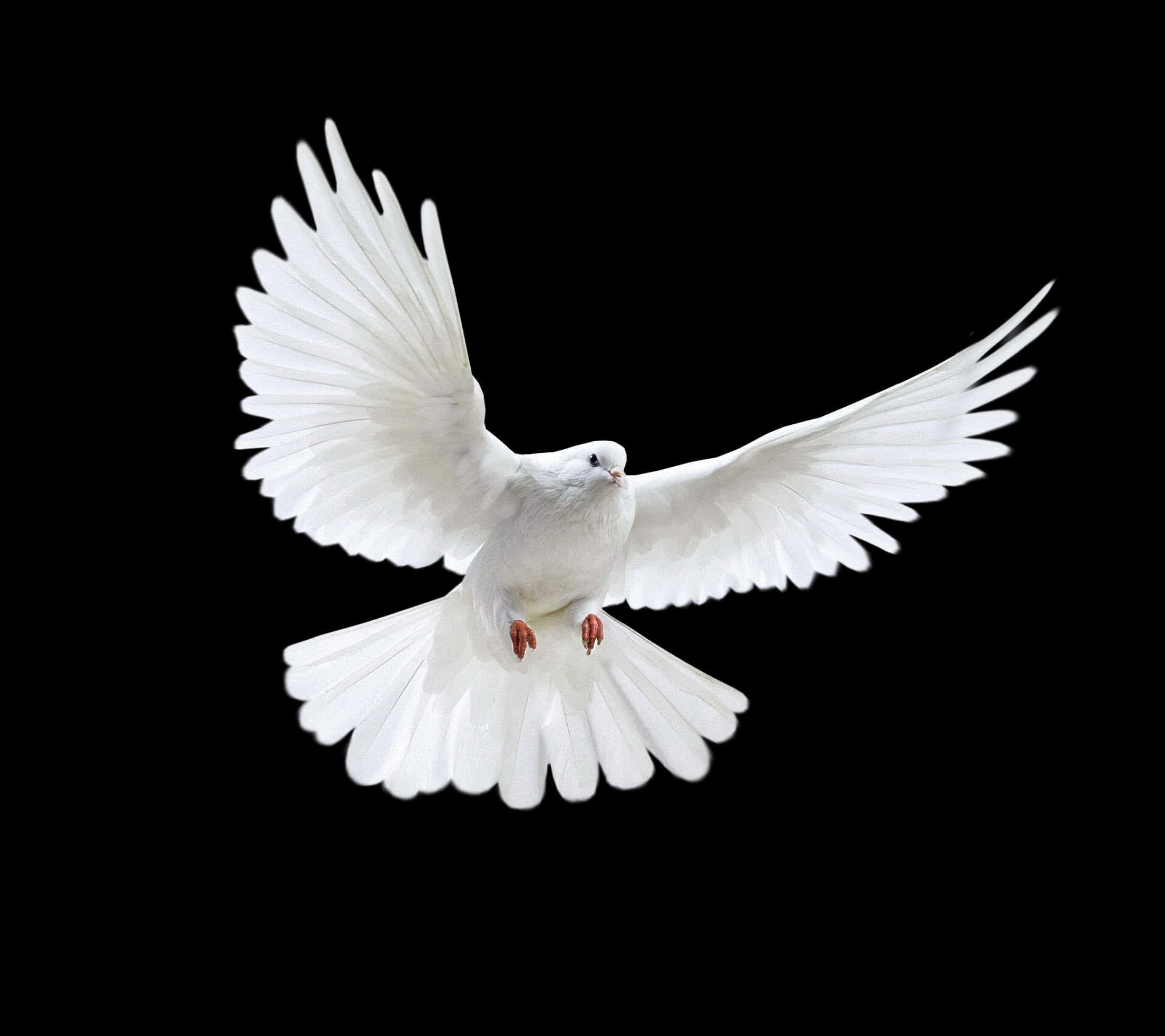 Majestic_ White_ Pigeon_ In_ Flight.jpg PNG