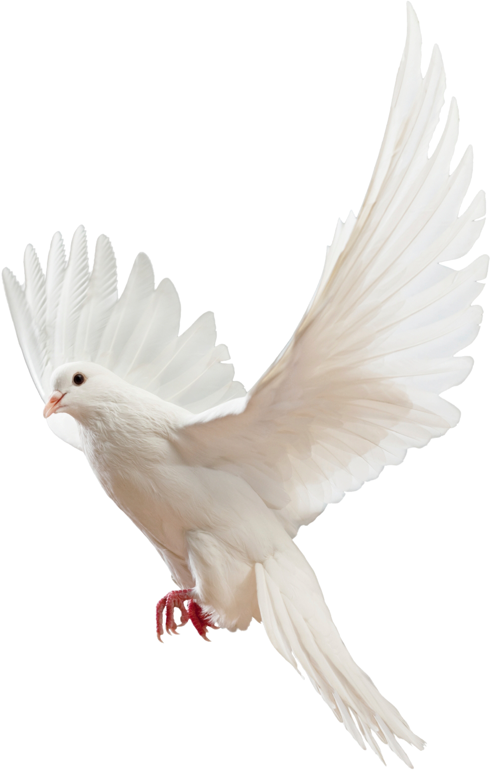 Majestic_ White_ Pigeon_ In_ Flight.png PNG