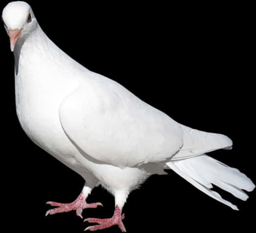 Majestic_ White_ Pigeon_ Isolated_ Background.jpg PNG