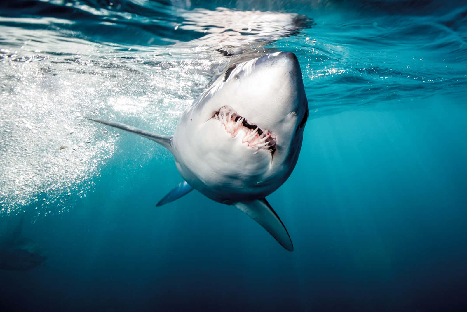 Mako Shark Approaching Underwater.jpg Wallpaper