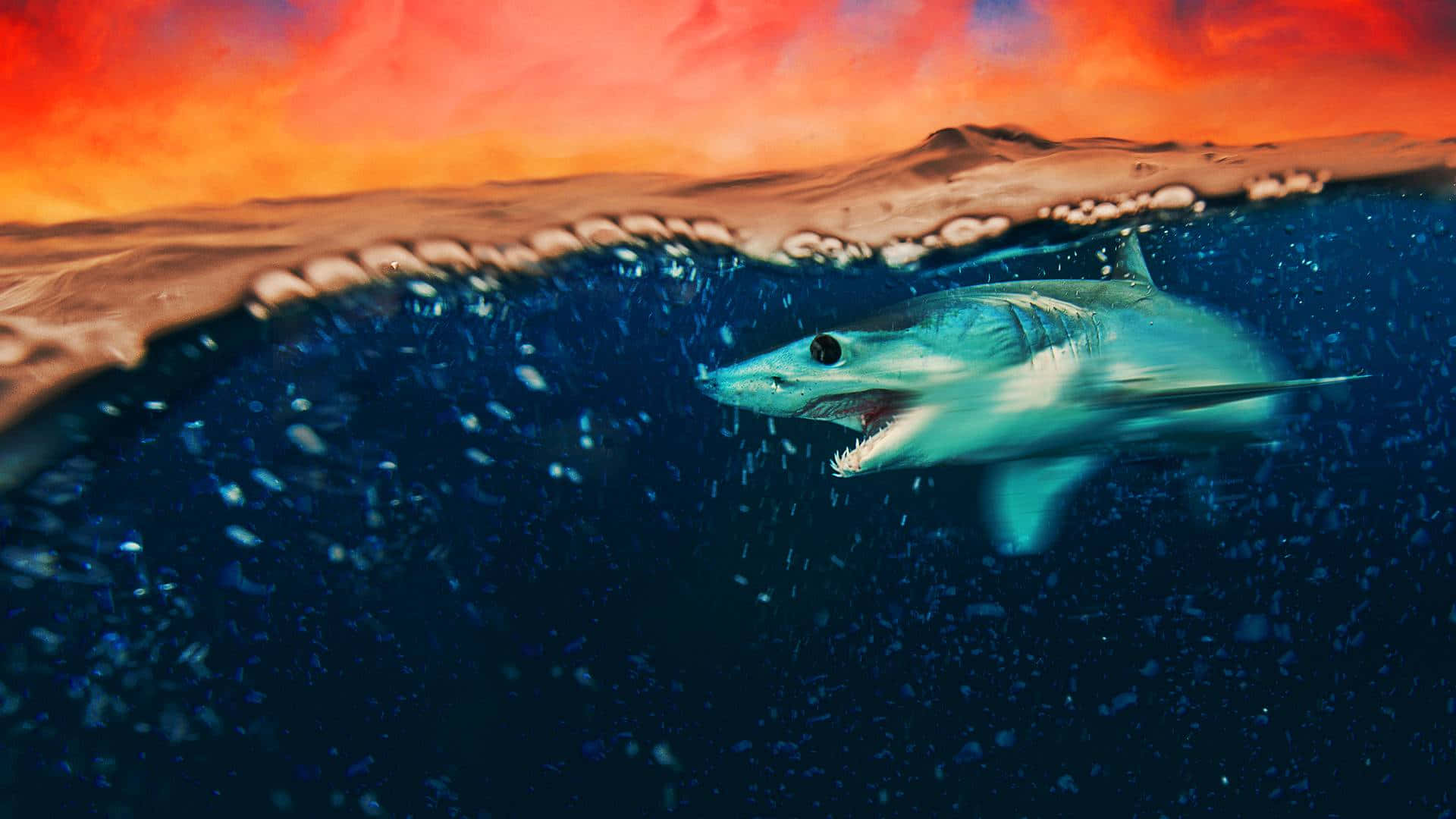 Mako Shark Sunset Swim Wallpaper
