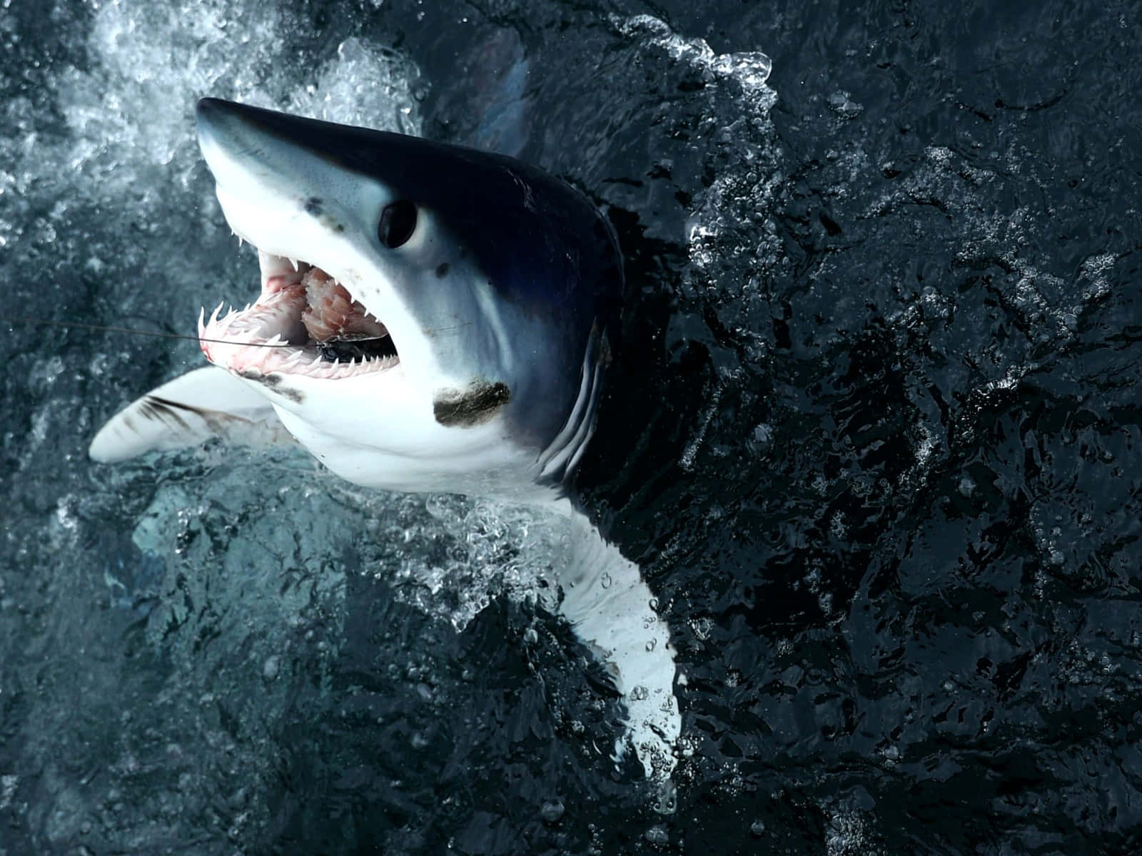 Mako Shark Surface Feeding Wallpaper