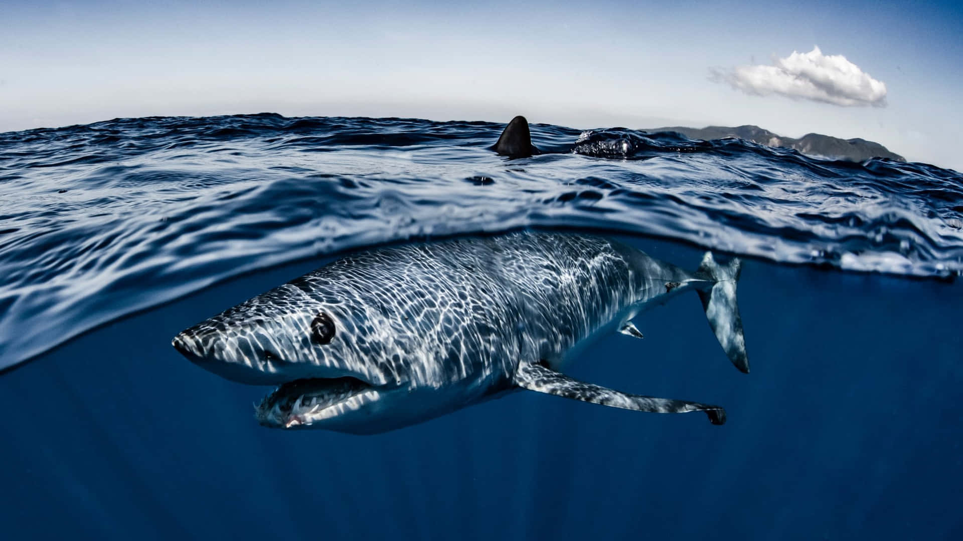 Mako Shark Swimming Near Surface Wallpaper