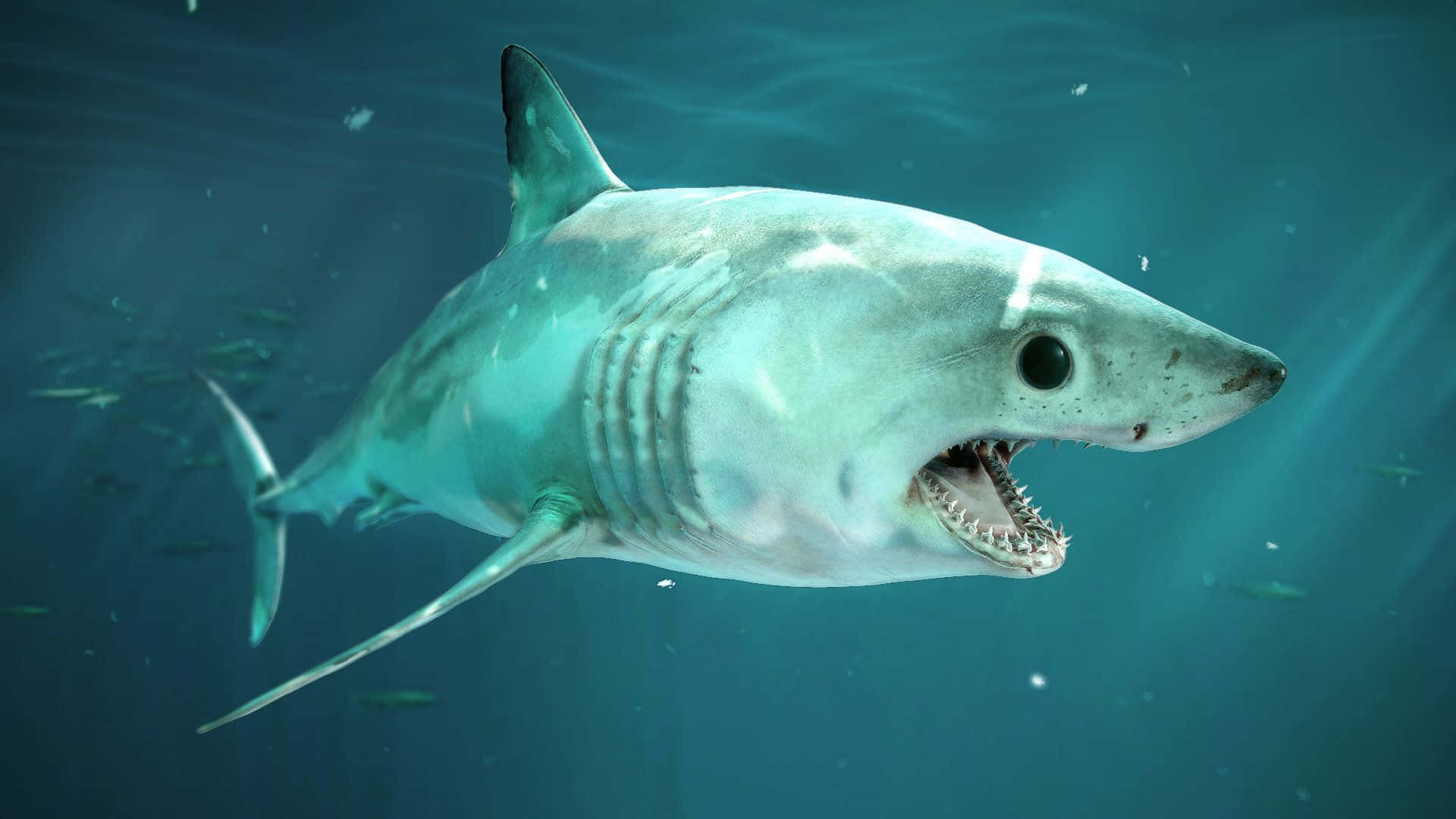 Mako Shark Swimming Underwater.jpg Wallpaper