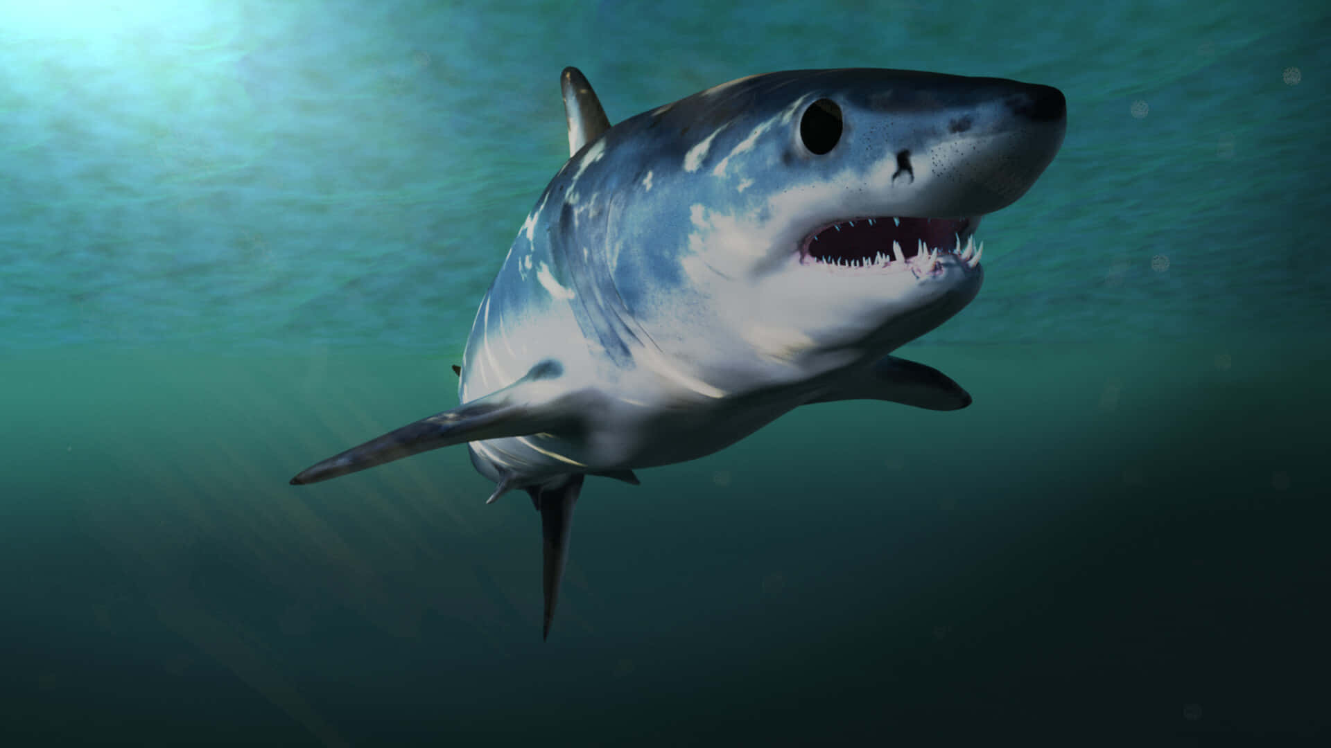 Mako Shark Swimming Underwater Wallpaper