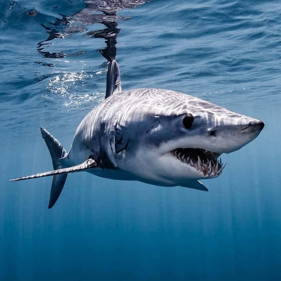 Mako Shark Underwater Predator Wallpaper