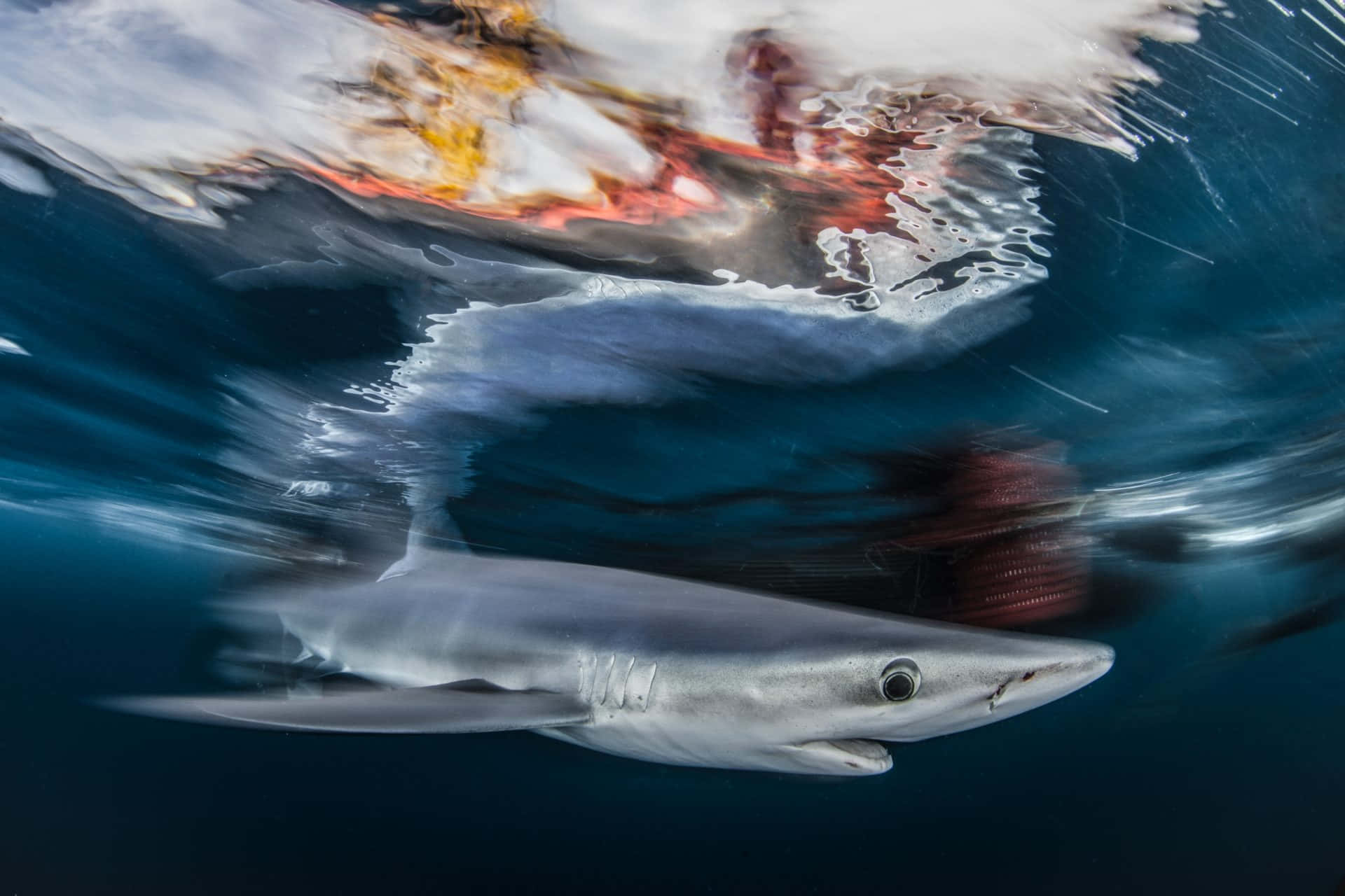 Mako Shark Underwater Speed Wallpaper