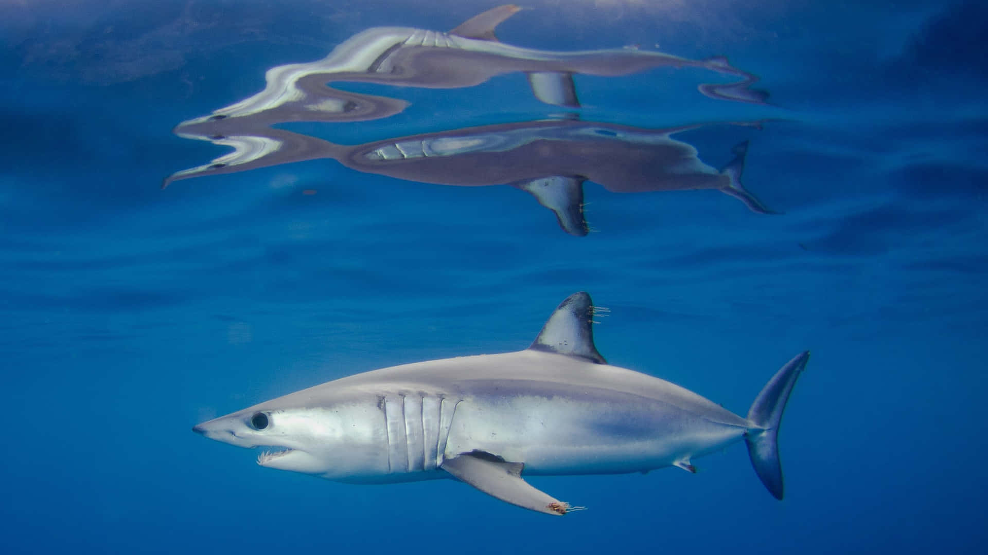 Mako Shark Underwater Swimming.jpg Wallpaper