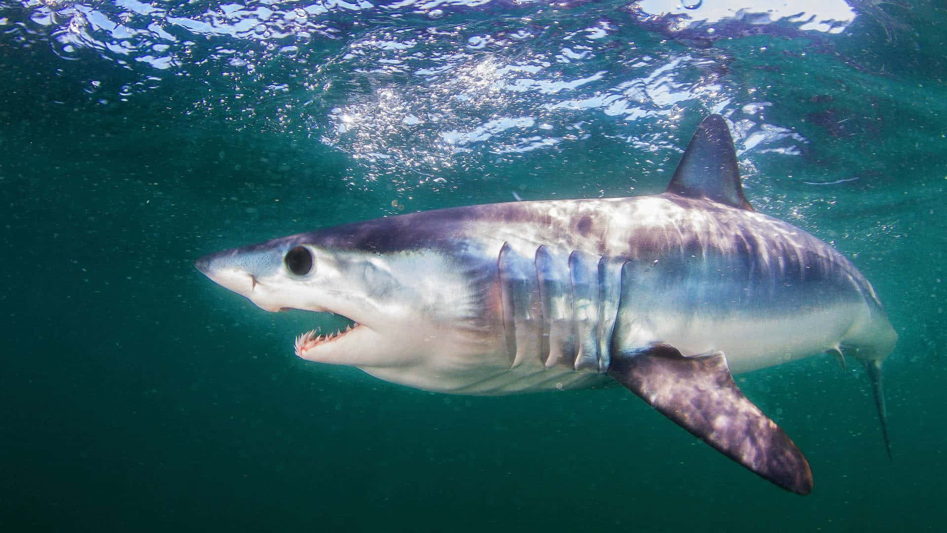 Mako Shark Underwater Swimming Wallpaper
