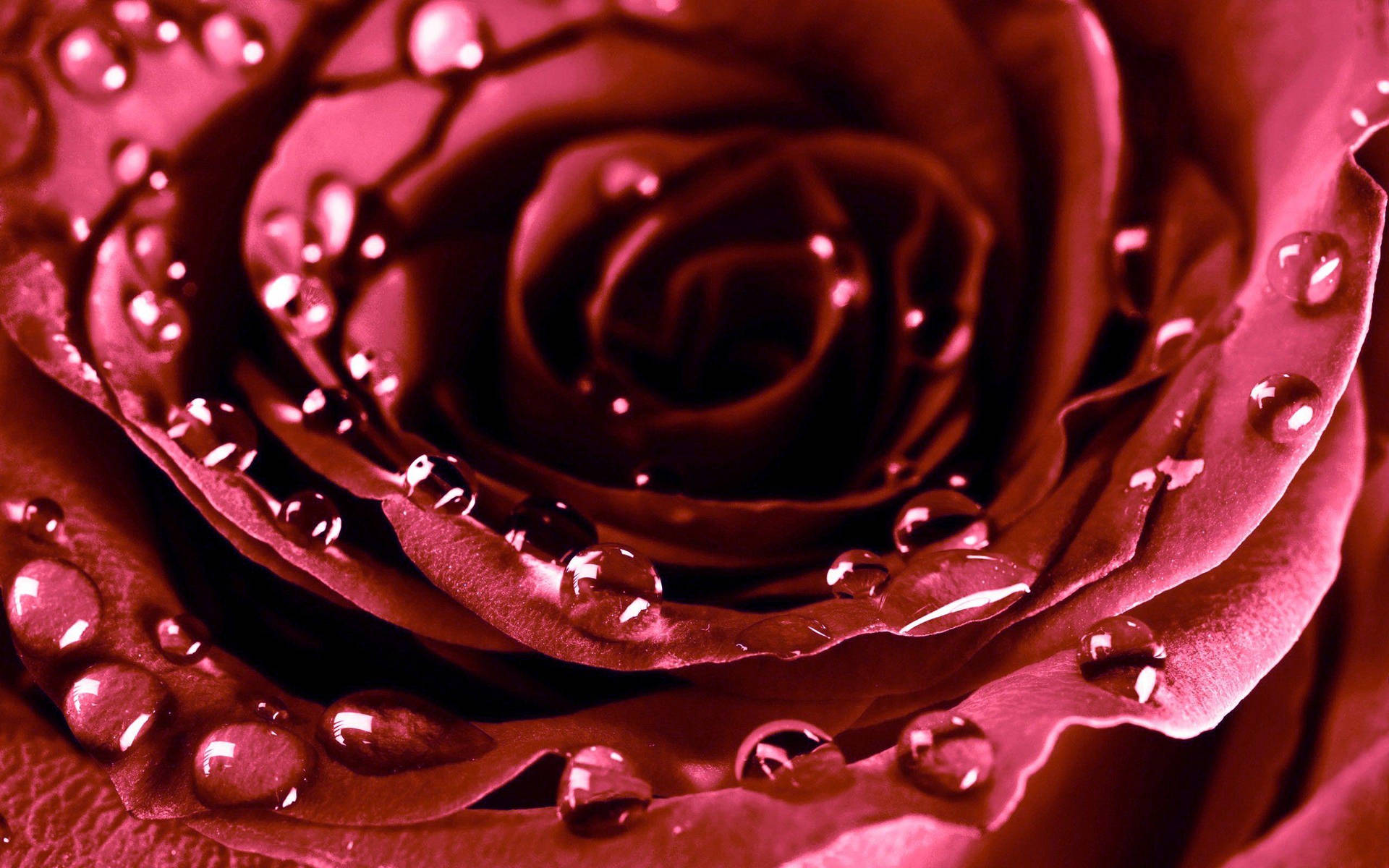 Makro Skudt Smuk Rose Hd Bloom Wallpaper