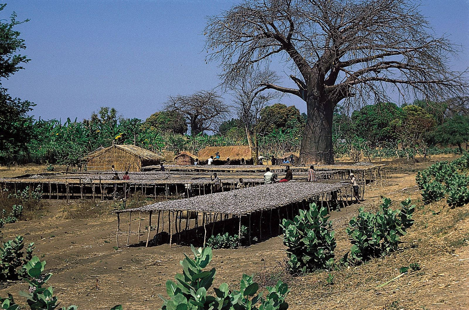 Serene Farm Under Clear Skies in Malawi Wallpaper