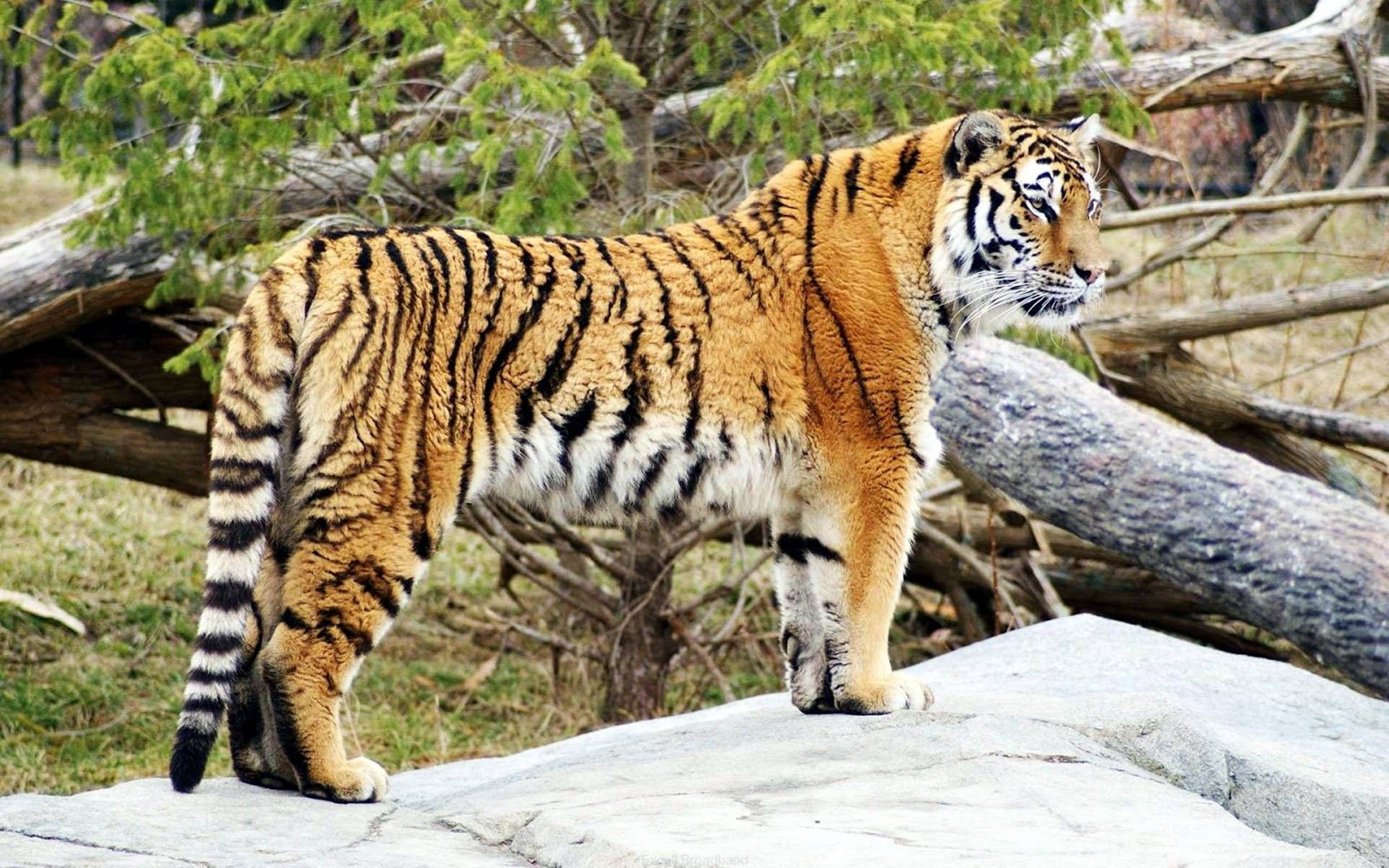 Malayan 8k Tiger Uhd Background