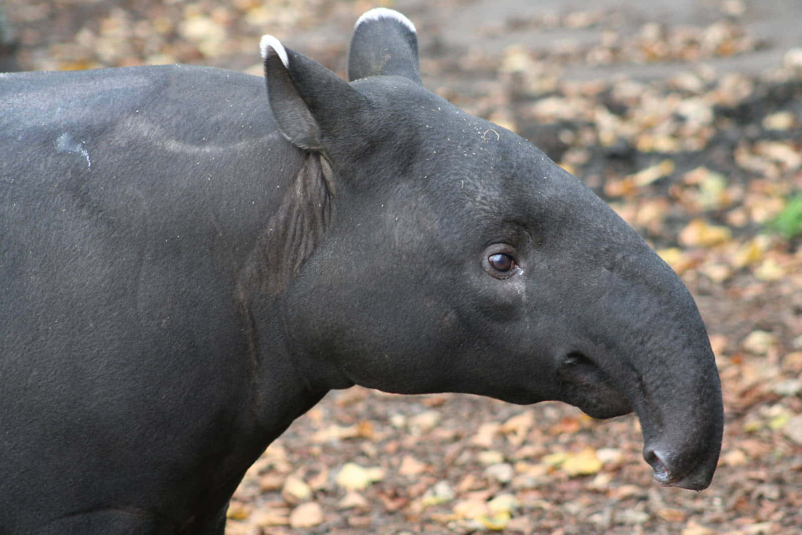 Malayan Tapir Side View Wallpaper