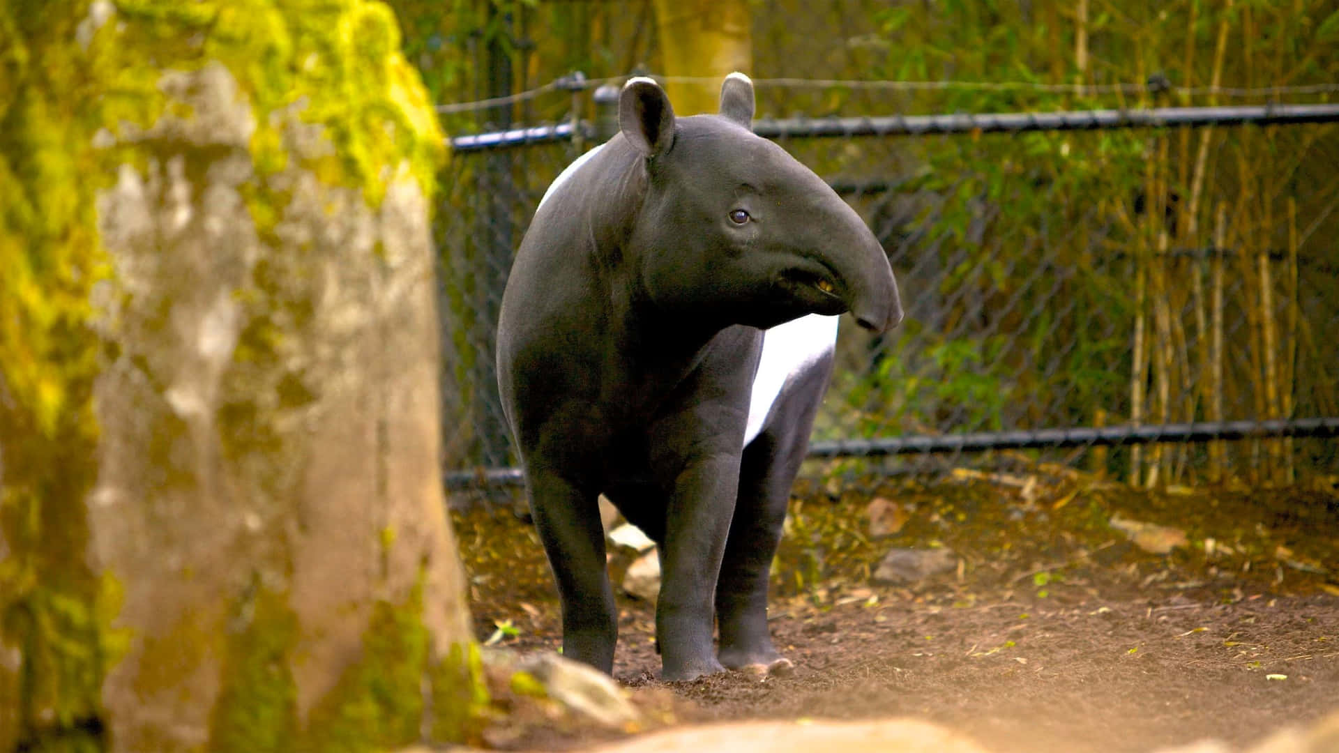 Malayan Tapir Woodland Park Zoo Wallpaper