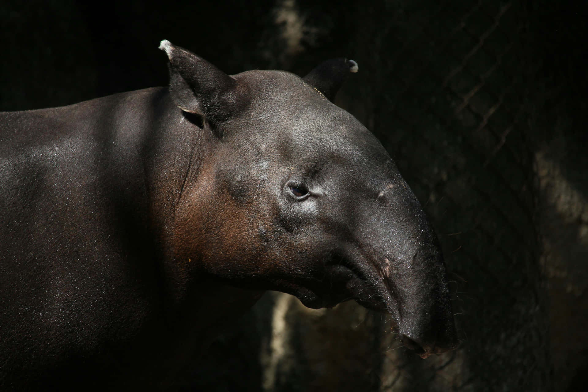 Malayan Tapirin Shadow Wallpaper