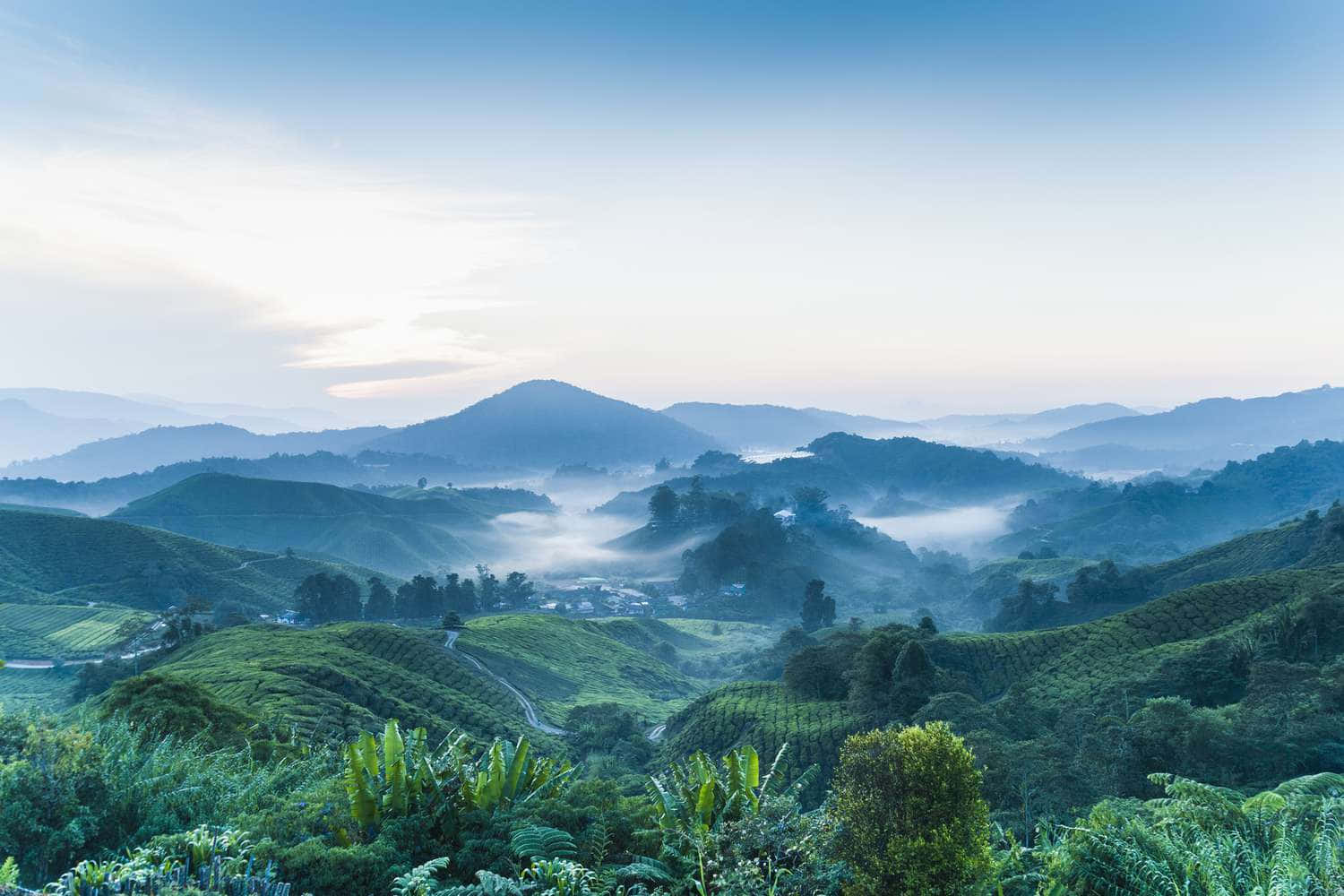A View Of The Tea Plantations In Malaysia