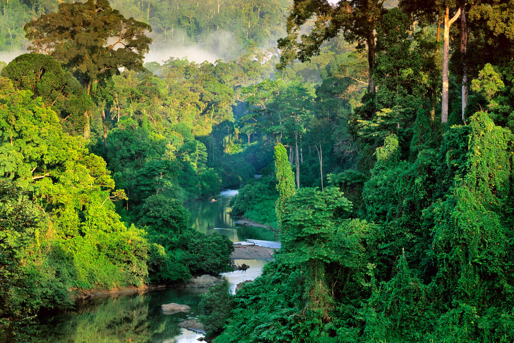 Malaysia Wild Jungle
