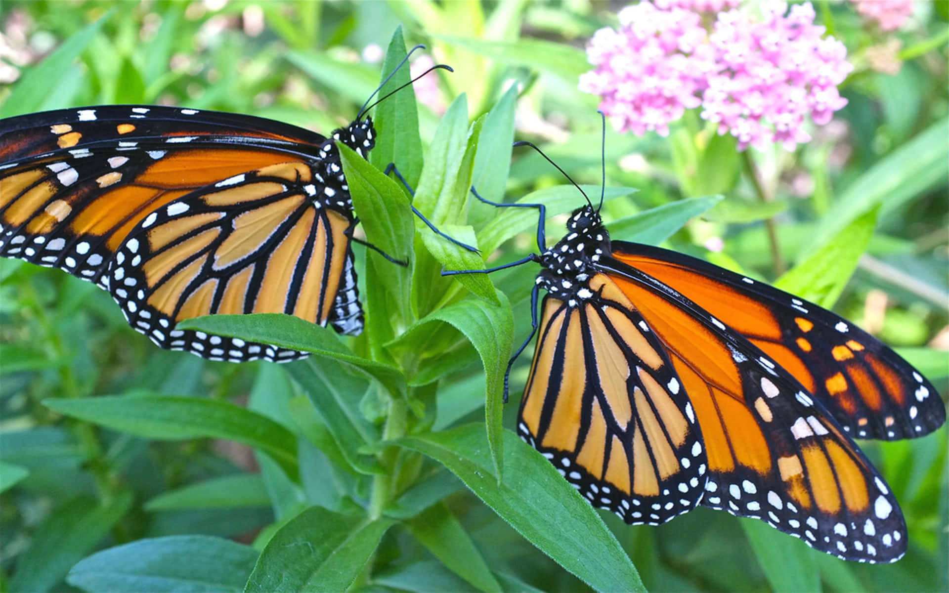 Male And Female Monarch Butterflies Wallpaper