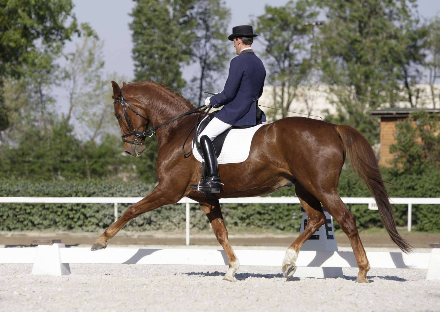 Male Equestrian Chestnut Dressage Horse Extended Trot Wallpaper
