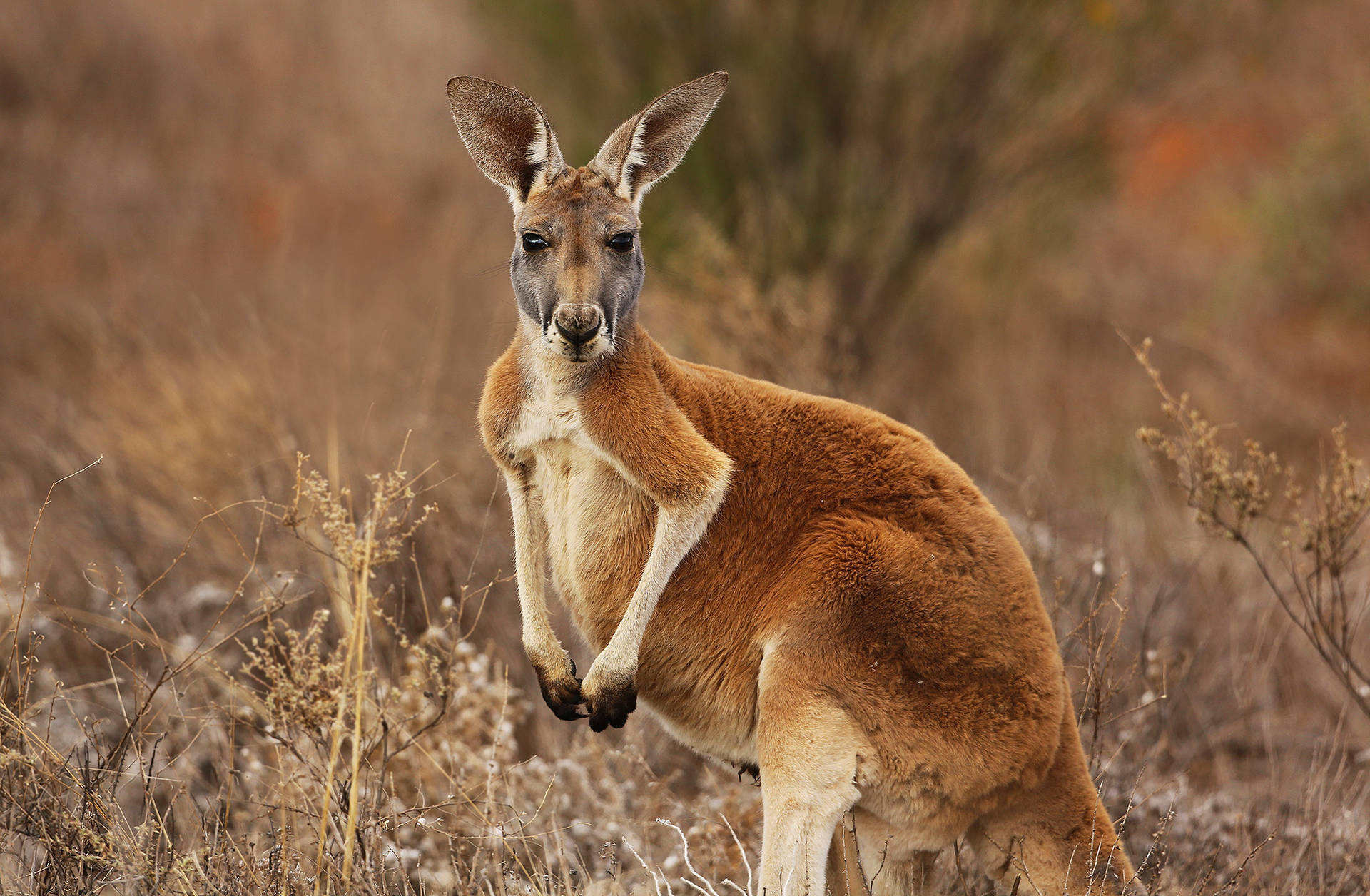 Male Kangaroo Photography Wallpaper