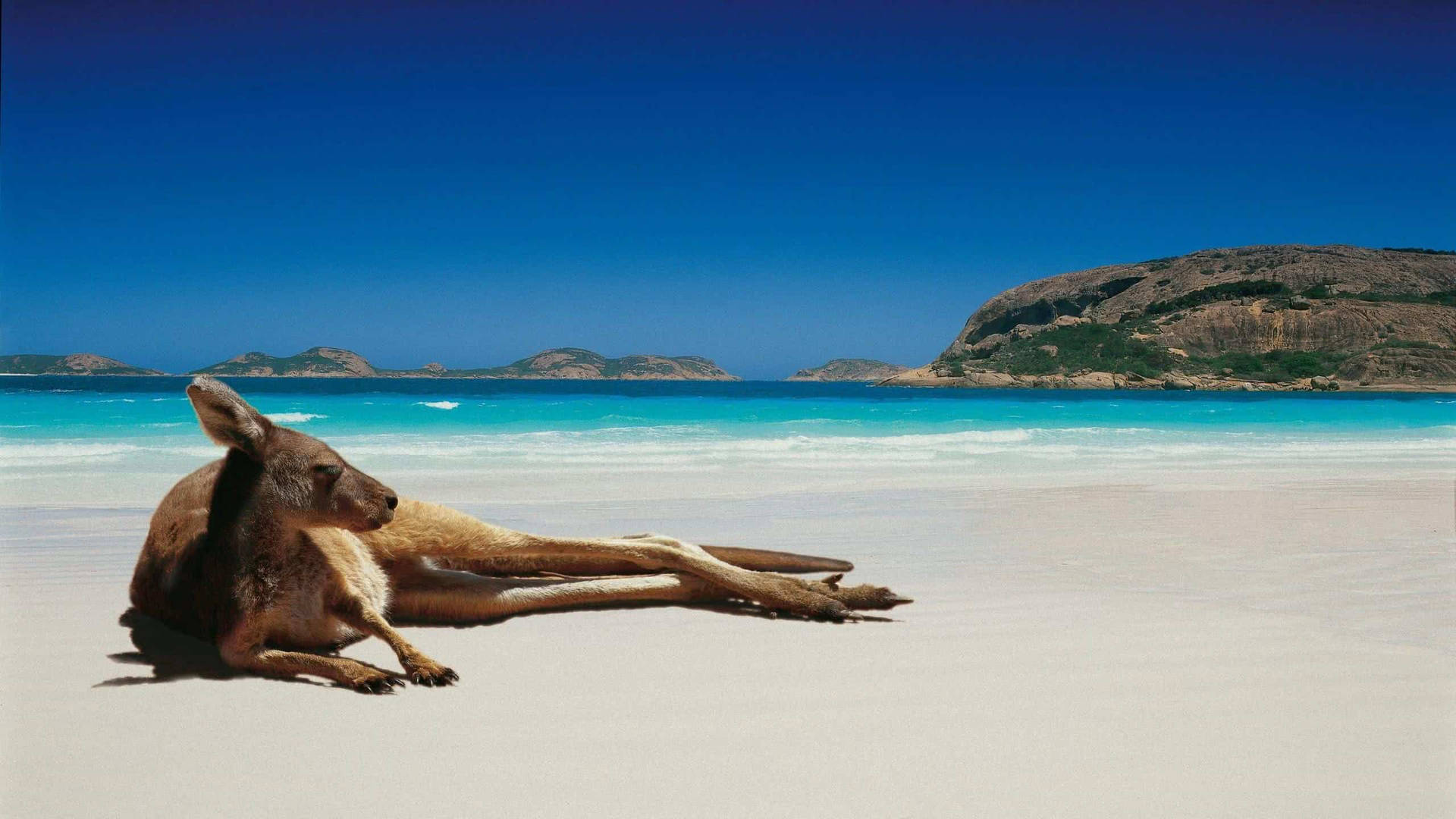 Male Kangaroo Sun Bathing Wallpaper