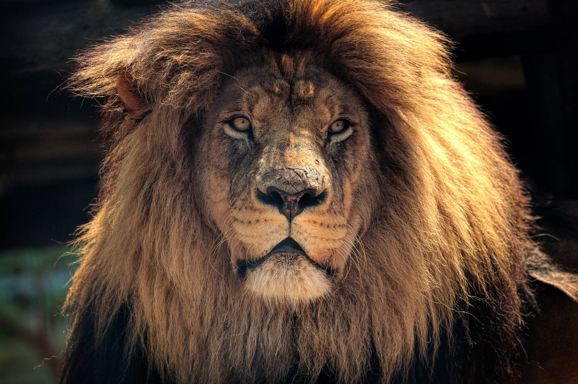Male Lion Desktop Wallpaper