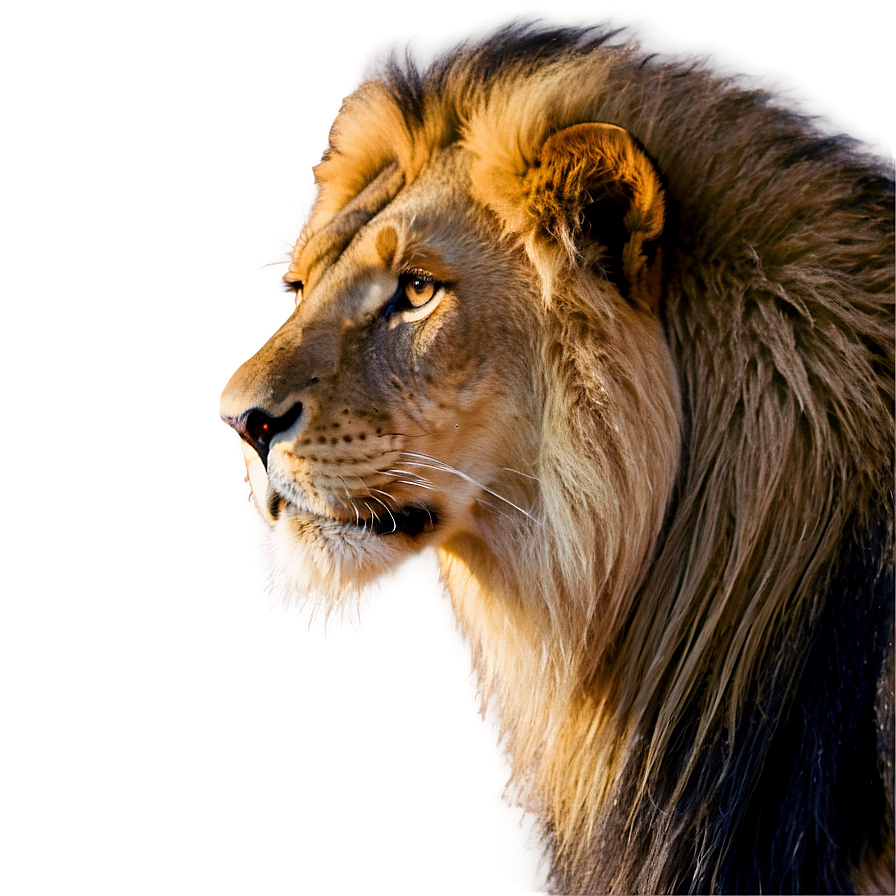 Male Lion Majesty Png 47 PNG