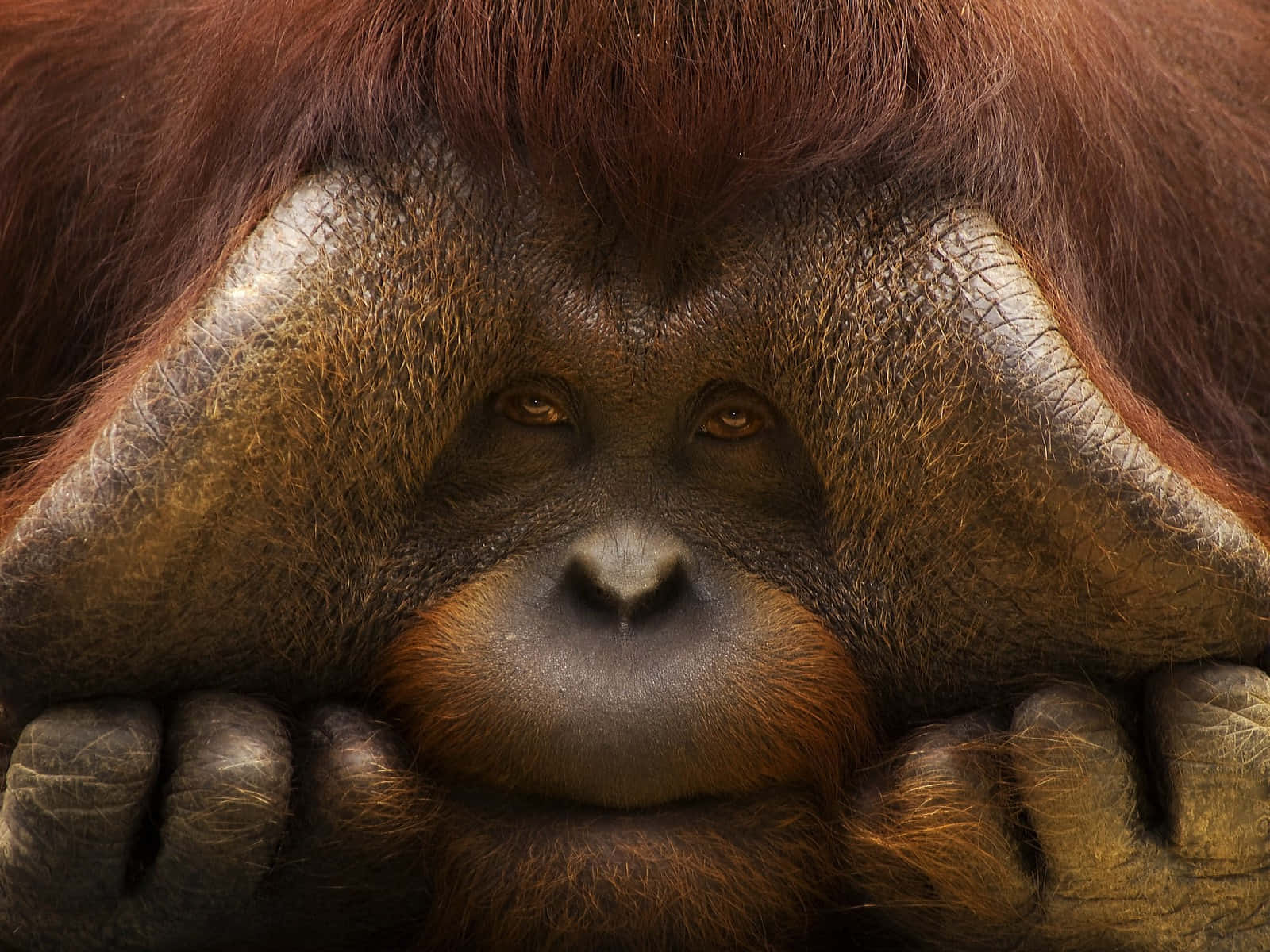 Male Orangutan Large Cheekpads Wallpaper
