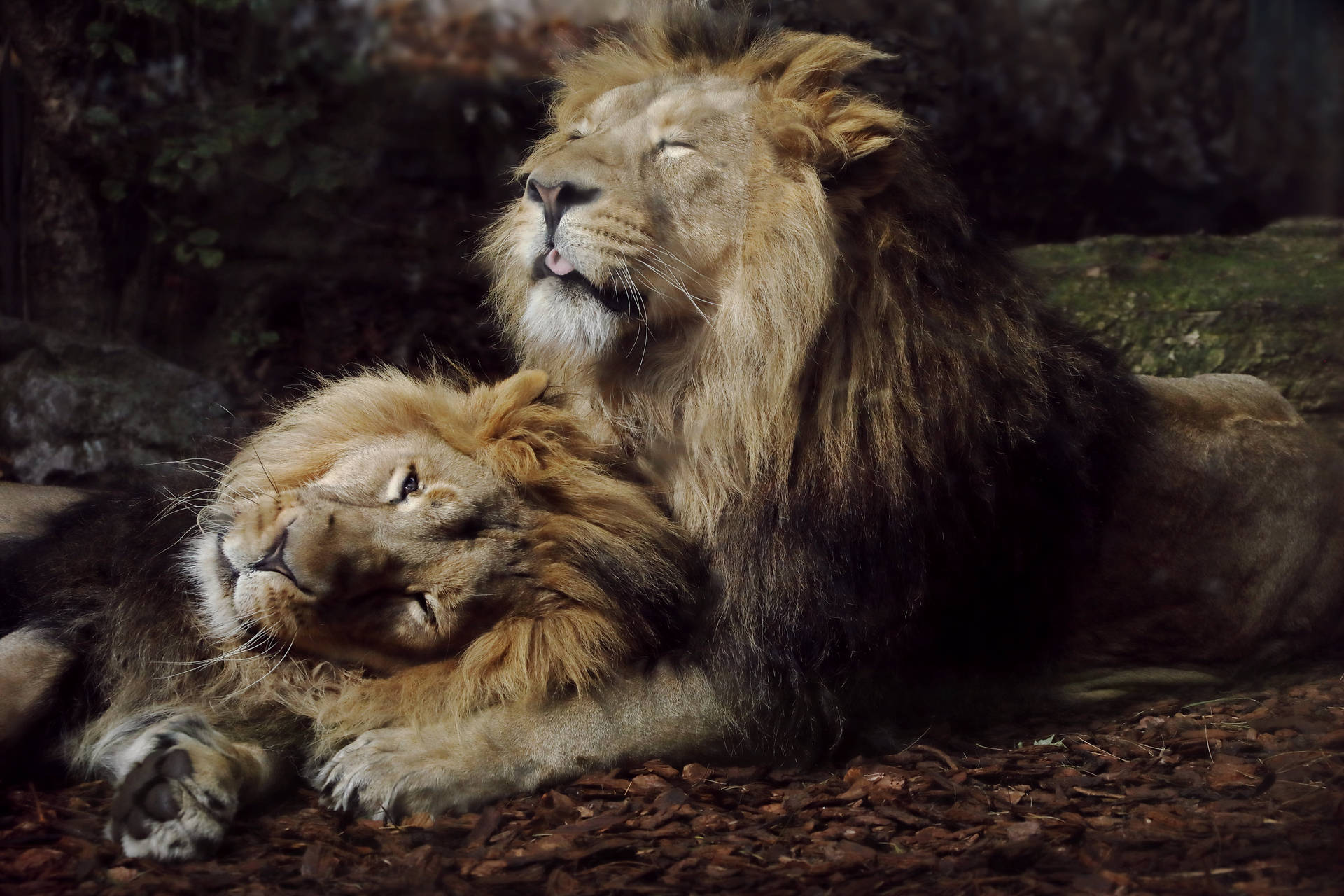 Male Pair Lion Desktop Wallpaper