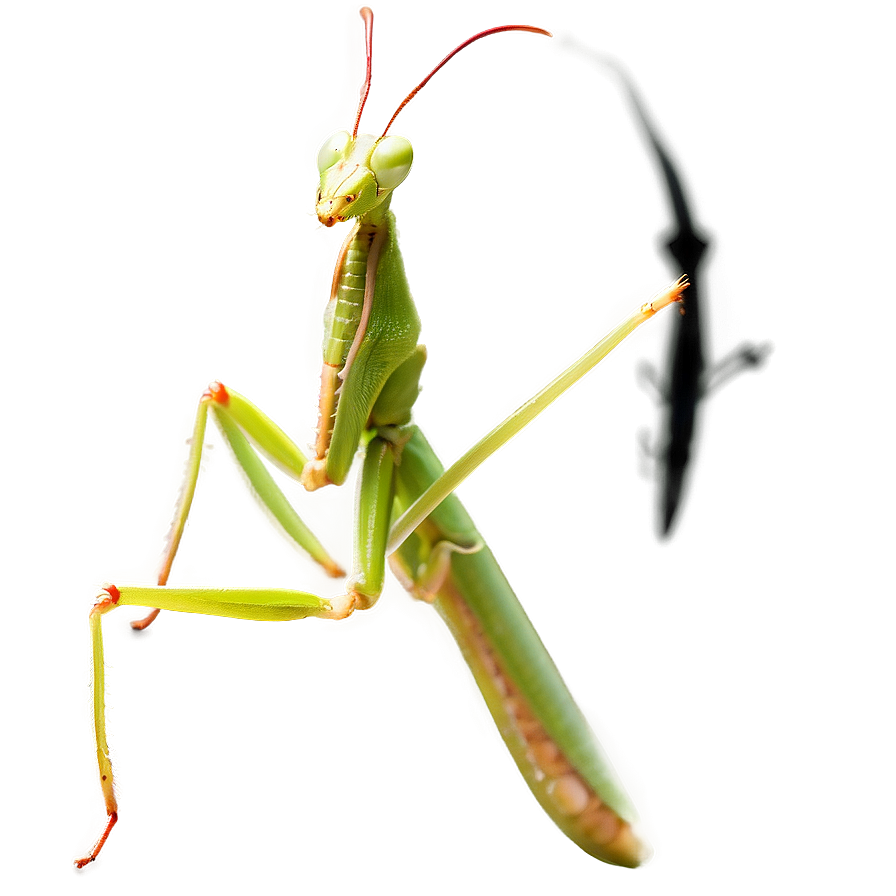 Male Praying Mantis Png 06122024 PNG