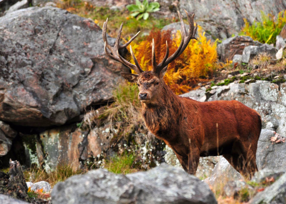 på en Kling Baggrund - Male Red Deer jagt på en Kling baggrund Wallpaper
