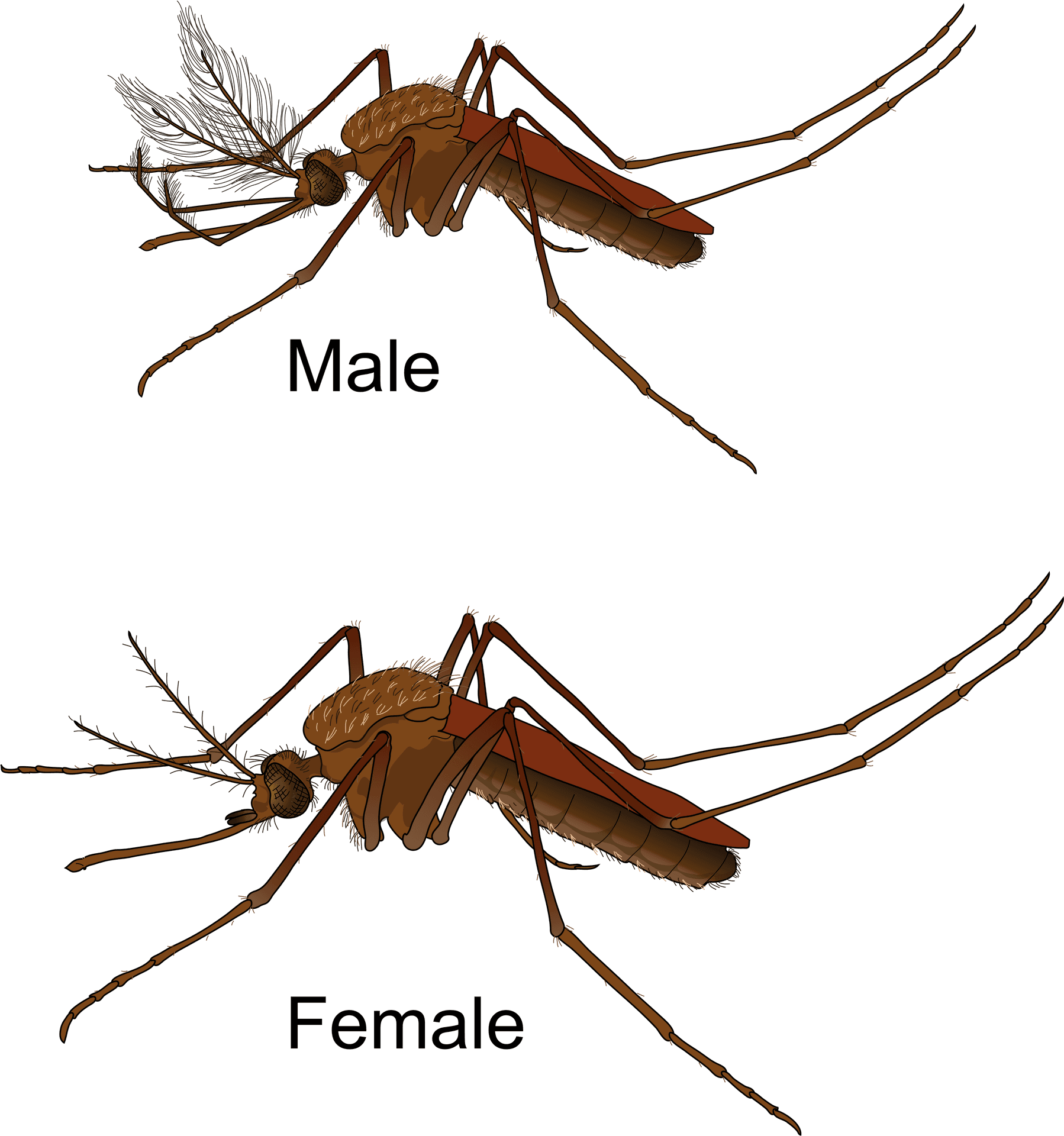 Maleand Female Mosquito Comparison PNG