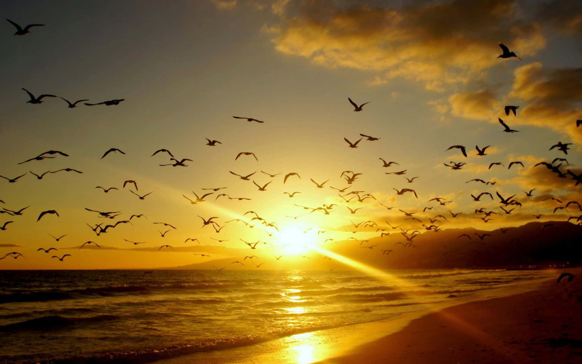 Malibu Beach Sunrise Desktop Ocean Birds Wallpaper