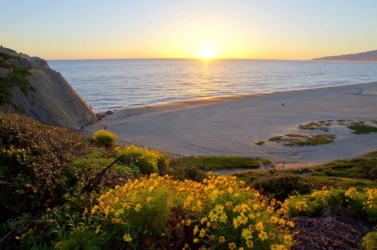 Malibu Beach Sunrise Desktop Yellow Flowers Wallpaper