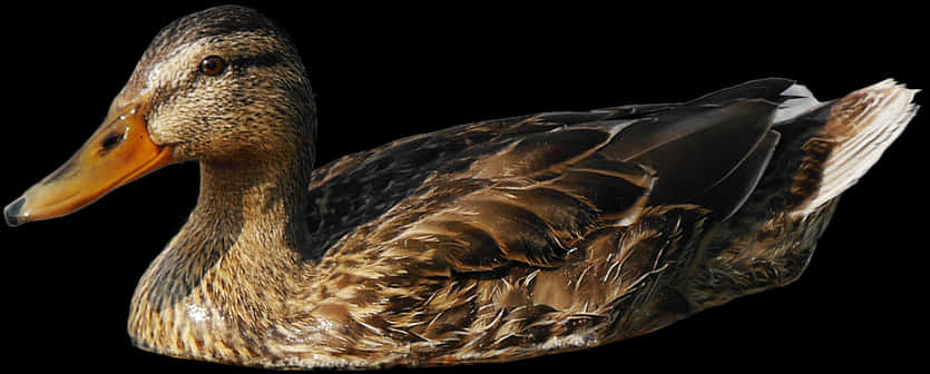 Mallard Duck Profileon Black Background PNG