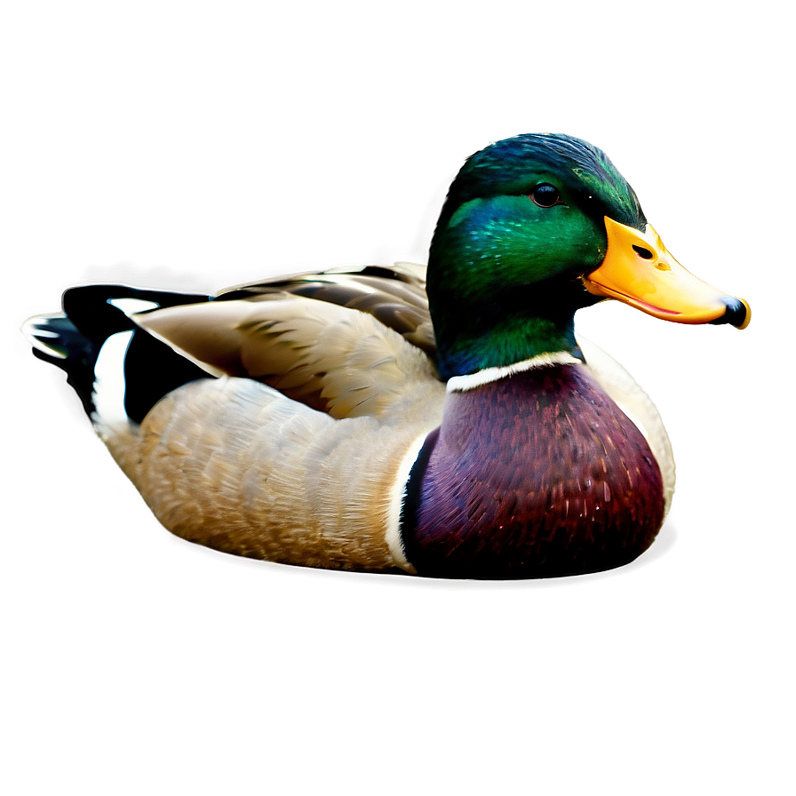Mallard Duck Drawing Png 06262024 PNG