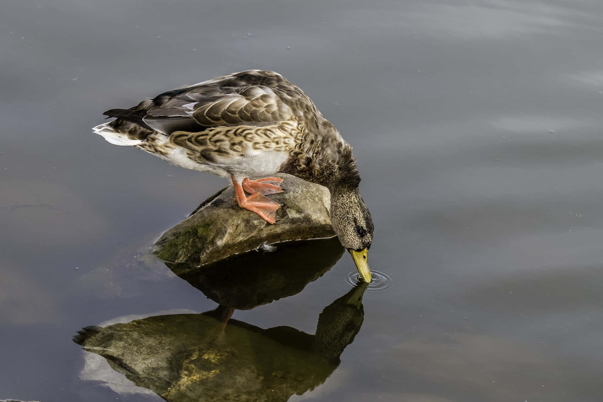 Mallard Duck Drinking Water.jpg Wallpaper