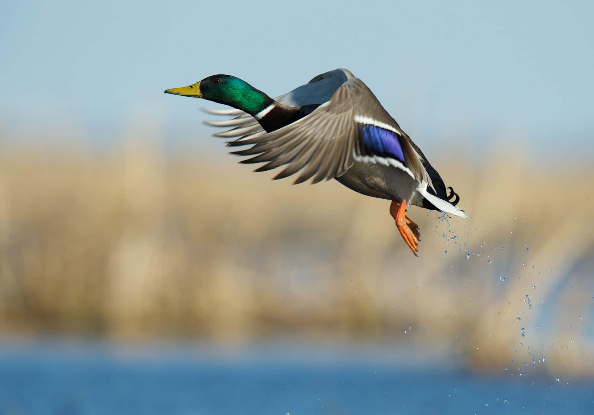 Mallard Duck In Flight.jpg Wallpaper