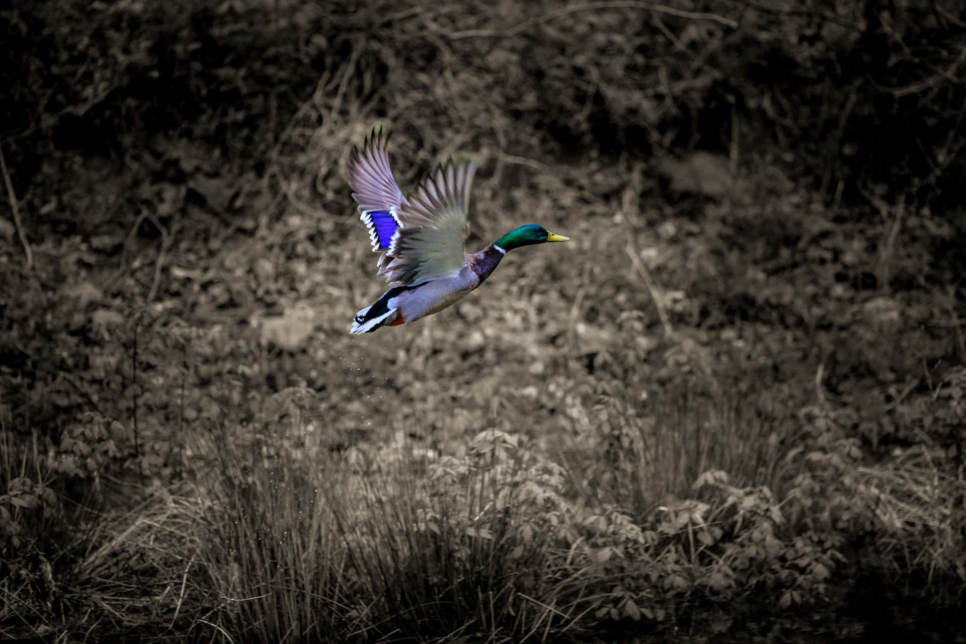 Mallard Duck In Flight Nature Photography Wallpaper