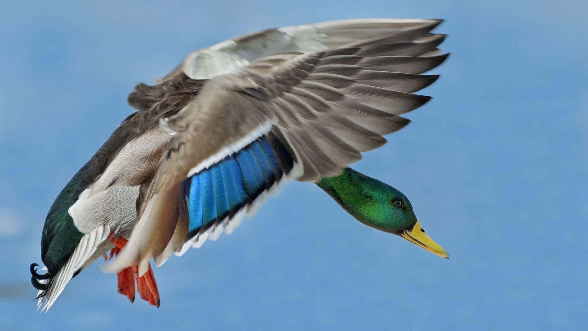 Mallard Duck In Flight Wallpaper