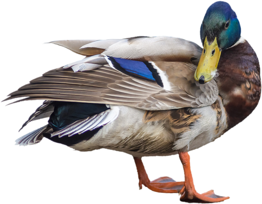 Mallard Duck Isolated Portrait PNG