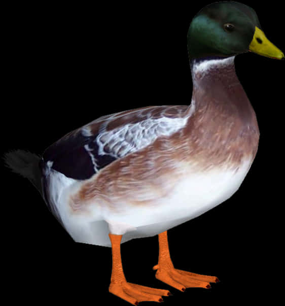 Mallard Duck Isolatedon Black PNG