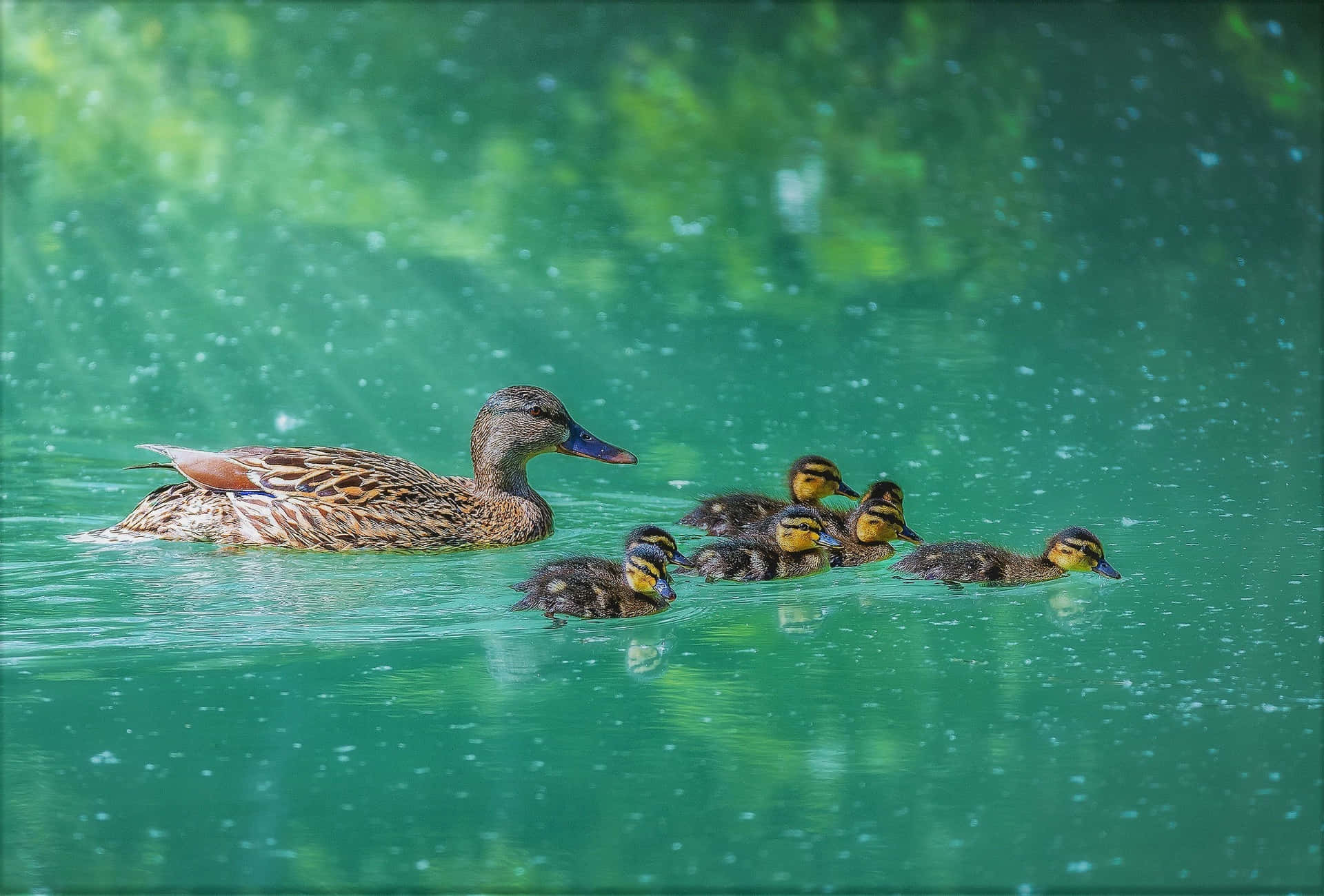 Mallard Duck Motherwith Ducklings Swimming Wallpaper