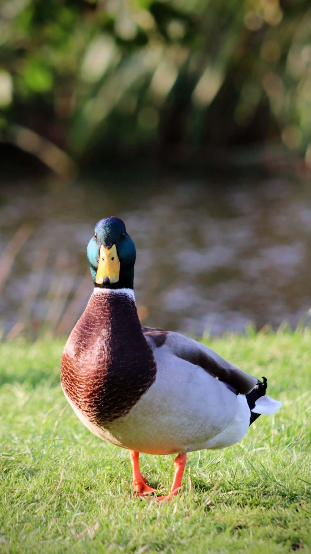 Mallard Duck On Grass Beside Water Wallpaper