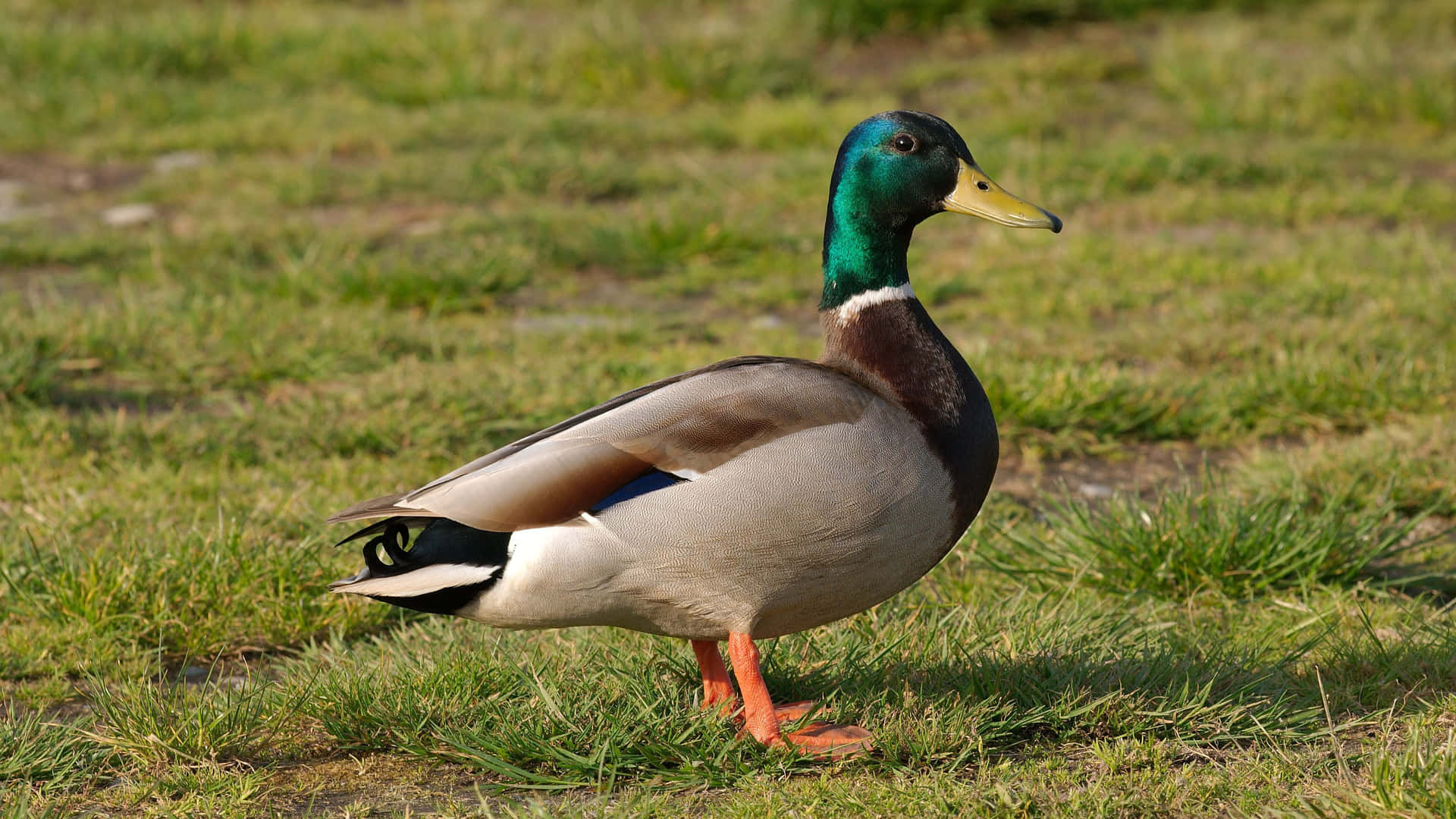 Mallard Duck On Grass.jpg Wallpaper