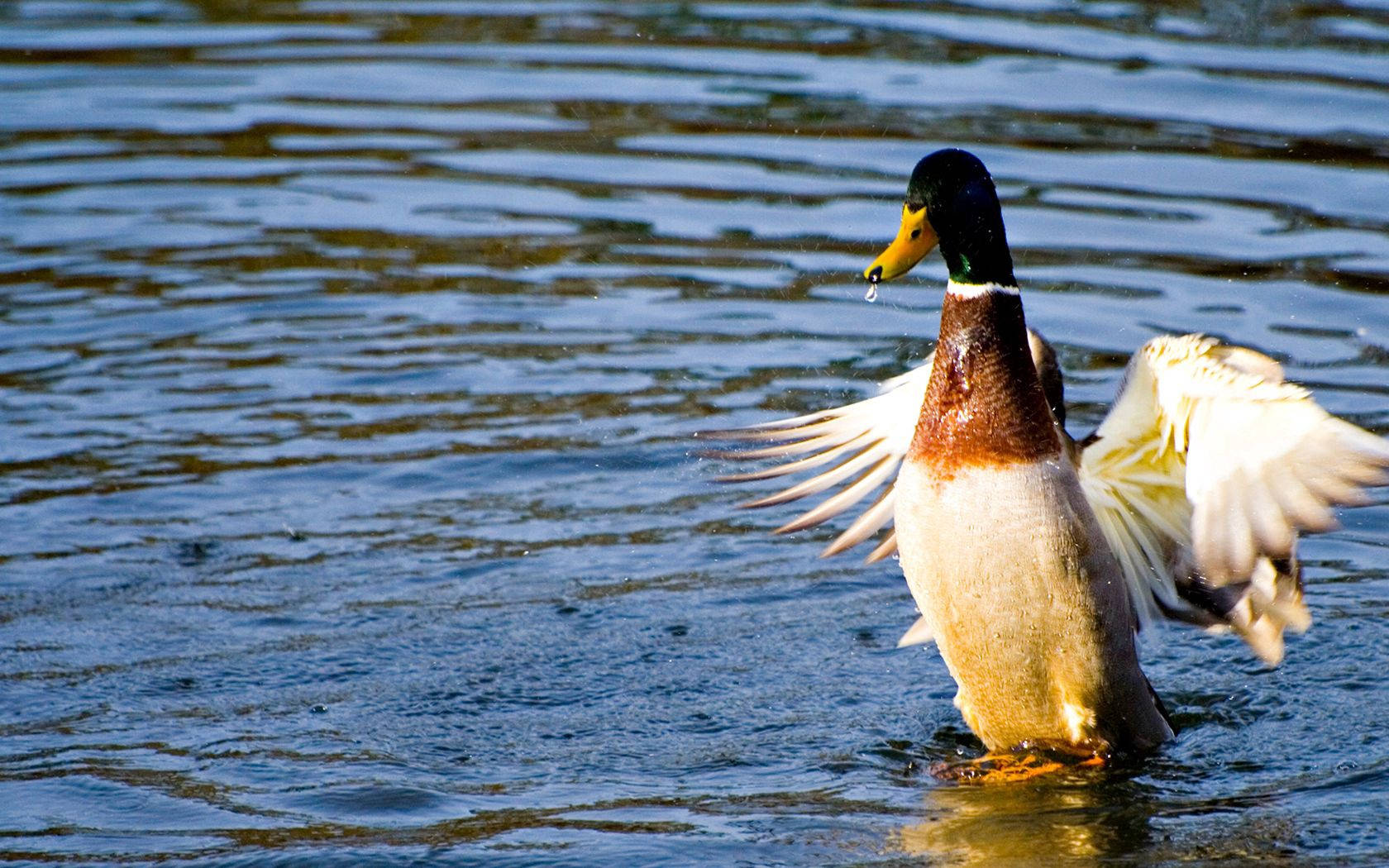 Mallard Duck On Water