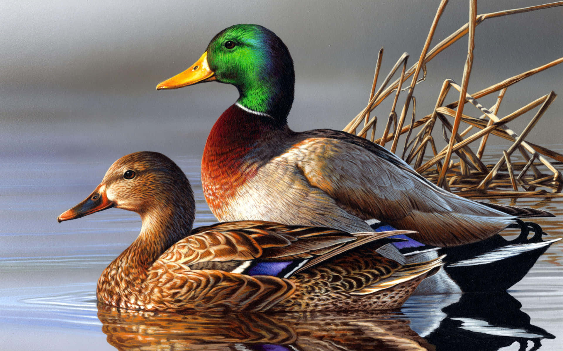 Mallard Duck Pair Swimming Wallpaper